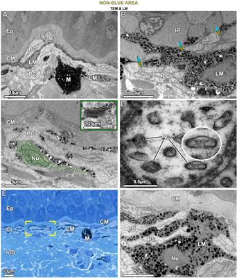 Intermediate filaments spatially organize intracellular nanostructures to produce the bright structural blue of ribbontail stingrays across ontogeny